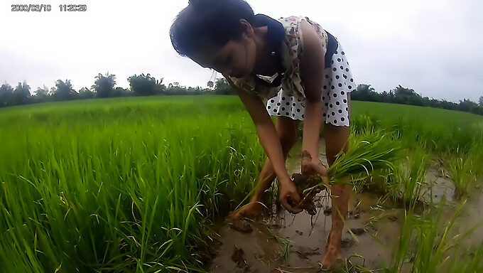 O Fată Asiatică Fierbinte Pe Un Câmp Neted